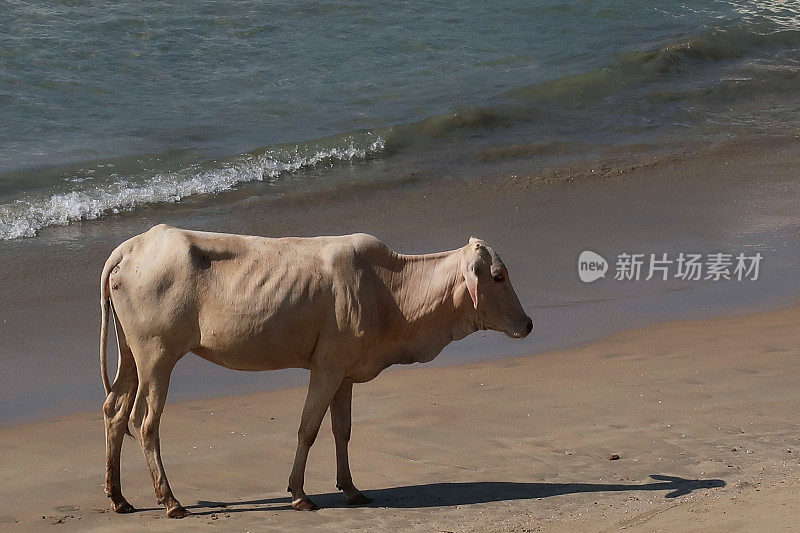 神圣的印度牛/牛站在海边的沙滩上，野牛的照片，在Palolem海滩，果阿度假，印度南部